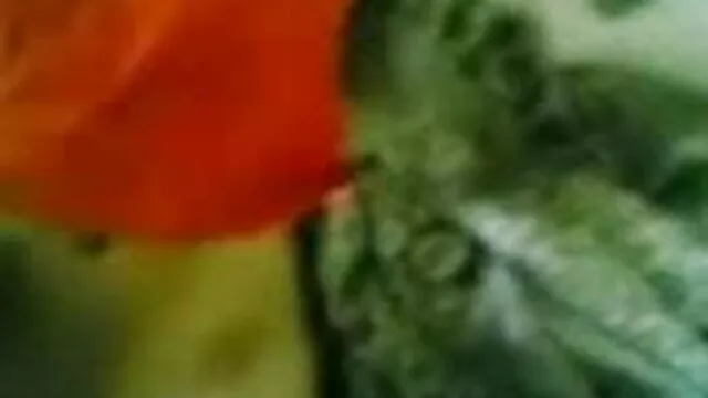 લેસ્બિયન મસાજ બીપી સેક્સ વીડીયો
