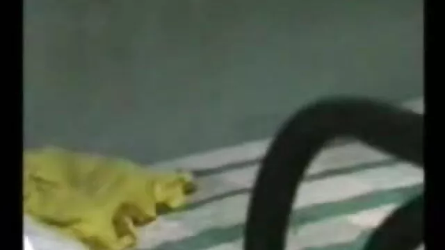 pussy વાહિયાત હિન્દી સેક્સ વીડીયો અને મૌખિક સાથે sbryznul વીર્ય